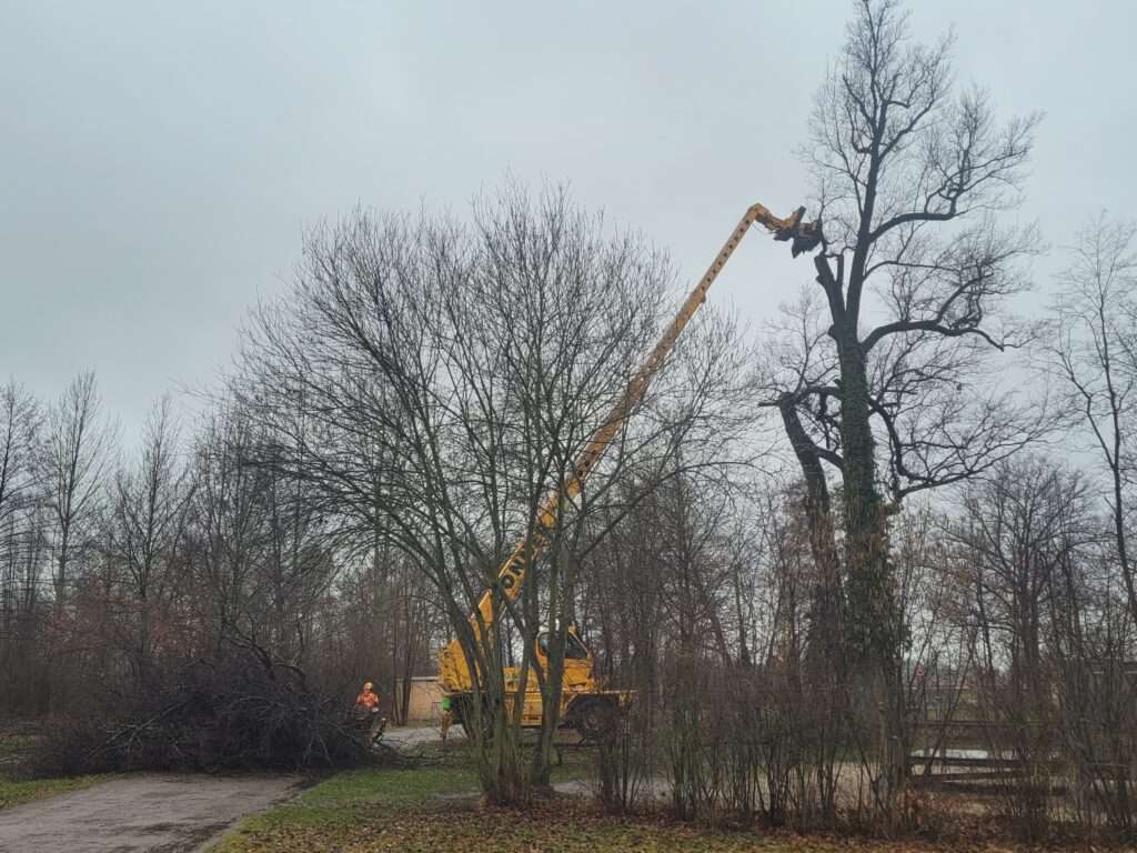 In Lauchhammer musste eine 227 Jahre alte Eiche aufgrund von Schädlingsbefall gefällt werden.