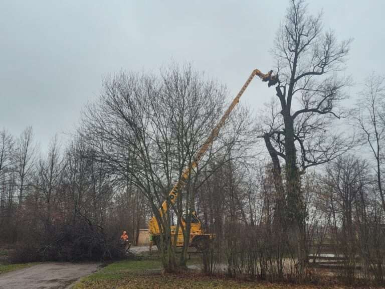 In Lauchhammer musste eine 227 Jahre alte Eiche aufgrund von Schädlingsbefall gefällt werden.
