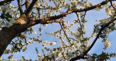 Ausschnitt eines Baumes mit Kirschblüten