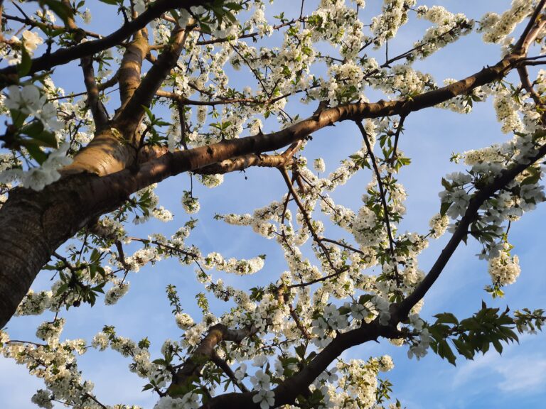 Ausschnitt eines Baumes mit Kirschblüten