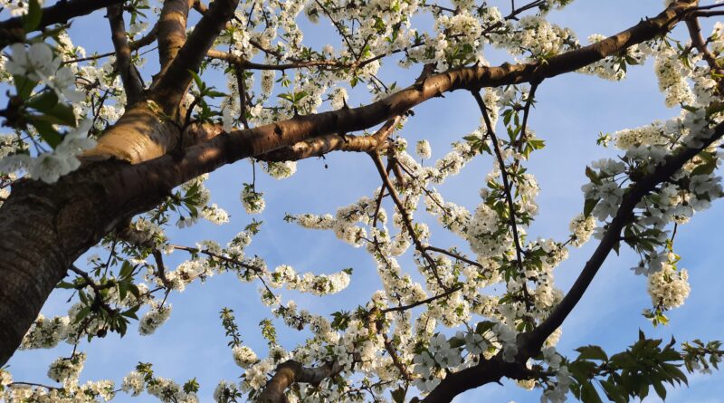 Ausschnitt eines Baumes mit Kirschblüten