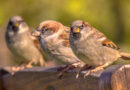 Vogelzählung im Mai: Bürgerwissenschaft trifft Naturschutz