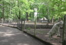 Baumpflegemaßnahmen am Tiergehege im Schlosspark Lauchhammer