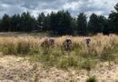 Drei Konik-Pferde grasen auf einer offenen Sandfläche am Weißen Berg bei Bahnsdorf.