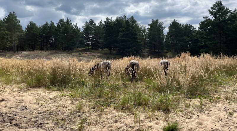 Drei Konik-Pferde grasen auf einer offenen Sandfläche am Weißen Berg bei Bahnsdorf.